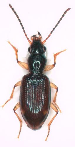 Sinechostictus elongatus